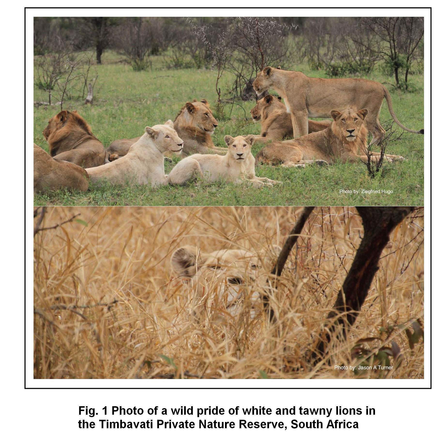 wildlife photography white lions