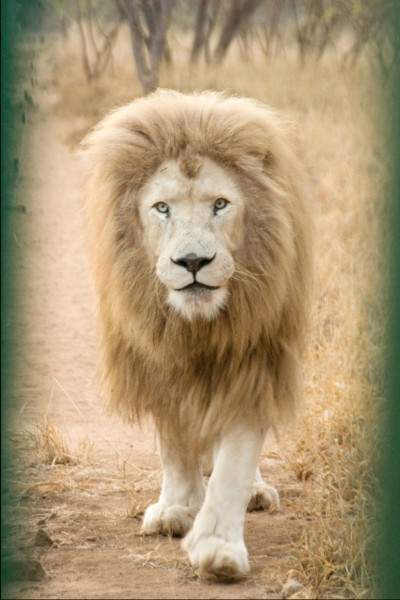 Aslan, The Lion