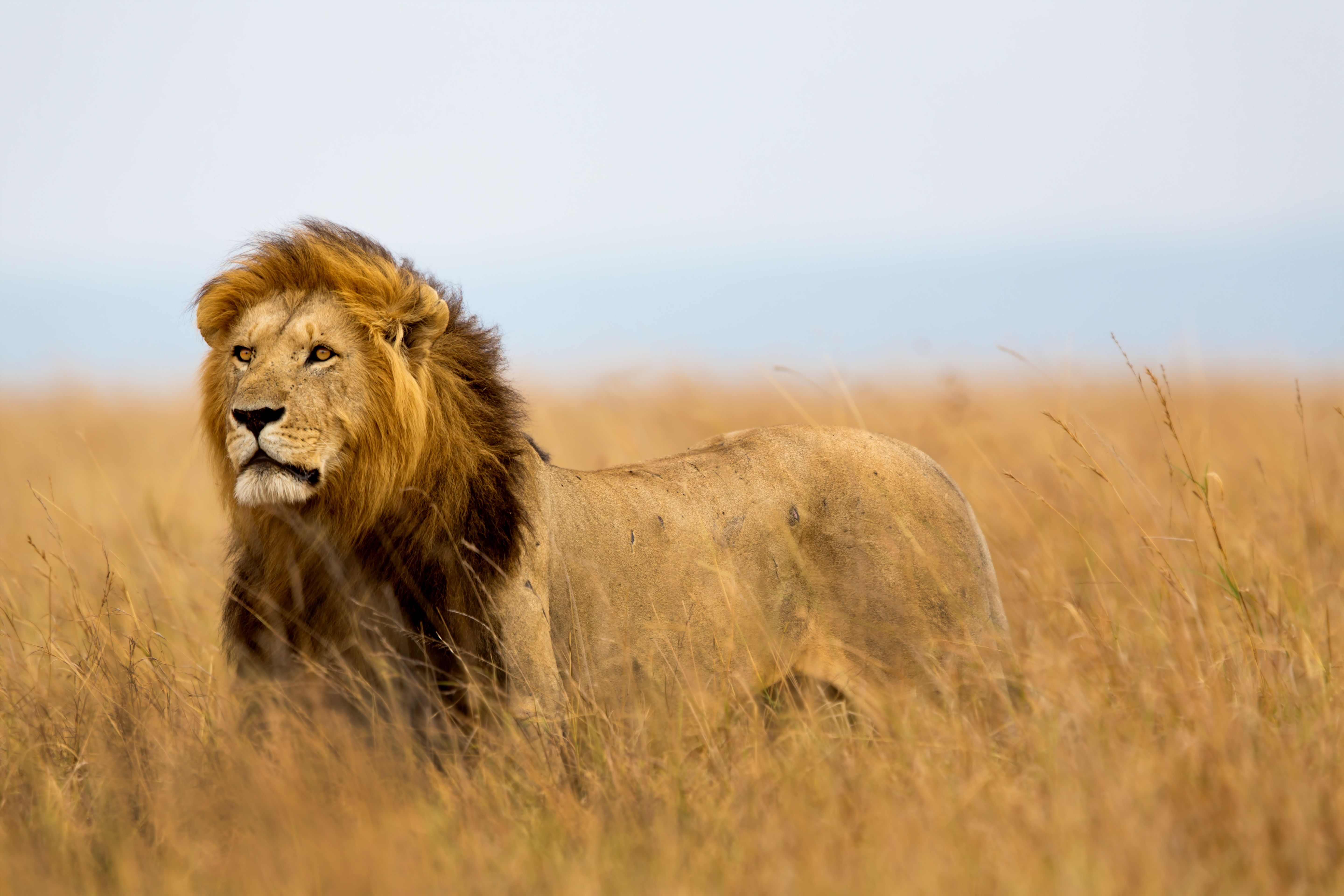 Global White Lion TrustThe Mara, by Brian Jackman - Global White Lion Trust