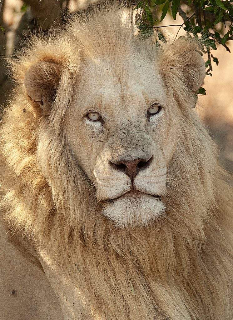 Meet Our StarLions - Global White Lion Protection Trust