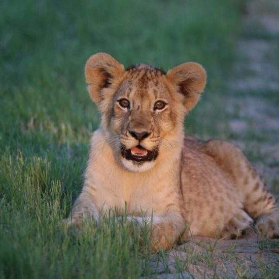 Lion cub sitting in green grass at sunset, staring at the camera