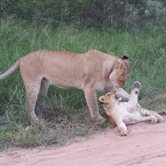 Golden lioness, Khanyezi, and her cub, Ingwavuma, playing together