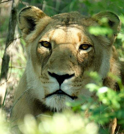 Close up of golden lioness, Khanyisa, relaxing in the shade
