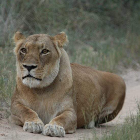 Golden lioness, Khanyisa, stares intensely at the camera at dusk