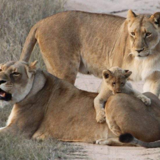 Small lion cub (Ingwavuma) climbs on the back of a golden lioness (Khanyisa) whilst his mom, Khanyezi, watches peacefully