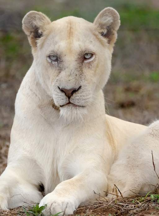Close up of White Lioness, Gaia