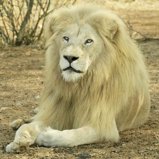 Male White Lion looking regally at the camera