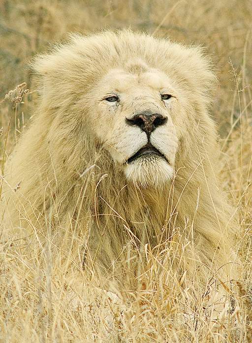 Male White Lion (Mandla) lying in the grass