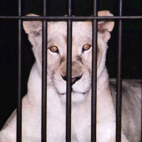 White Lioness in a dark cage