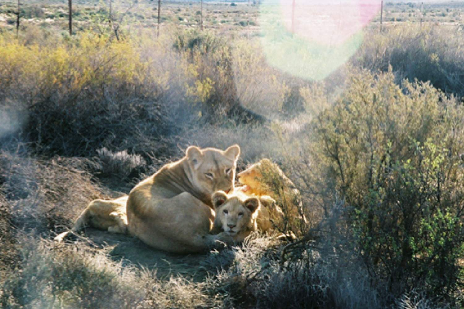 White Lioness with three cubs lying in the bush