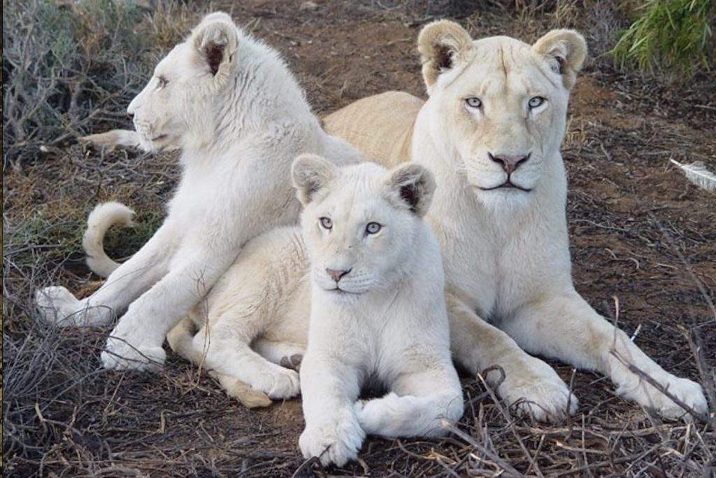 Sponsor a Day of Freedom - Global White Lion Protection Trust