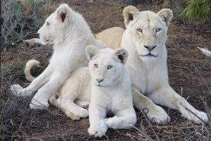 White Lioness lying together with her two cubs