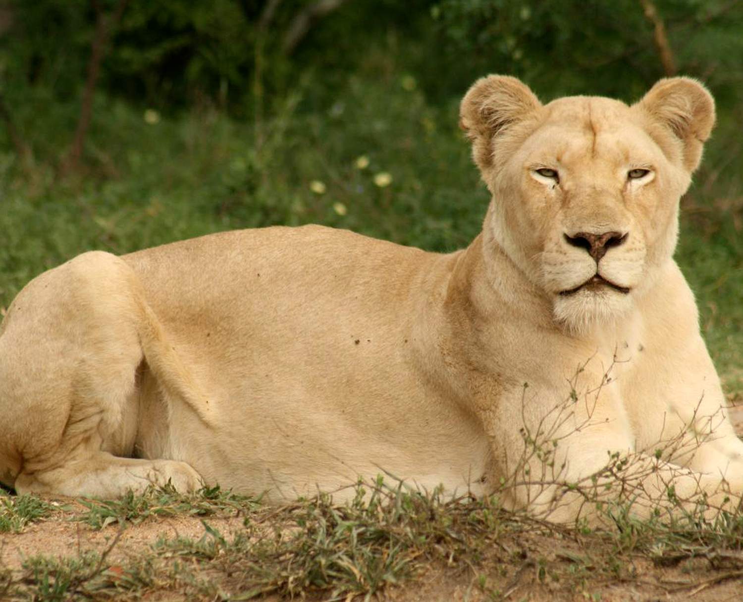 White Lioness lying down and looking at the camera