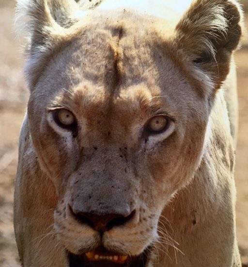 Close up of White Lioness, Marah, looking directly into camera