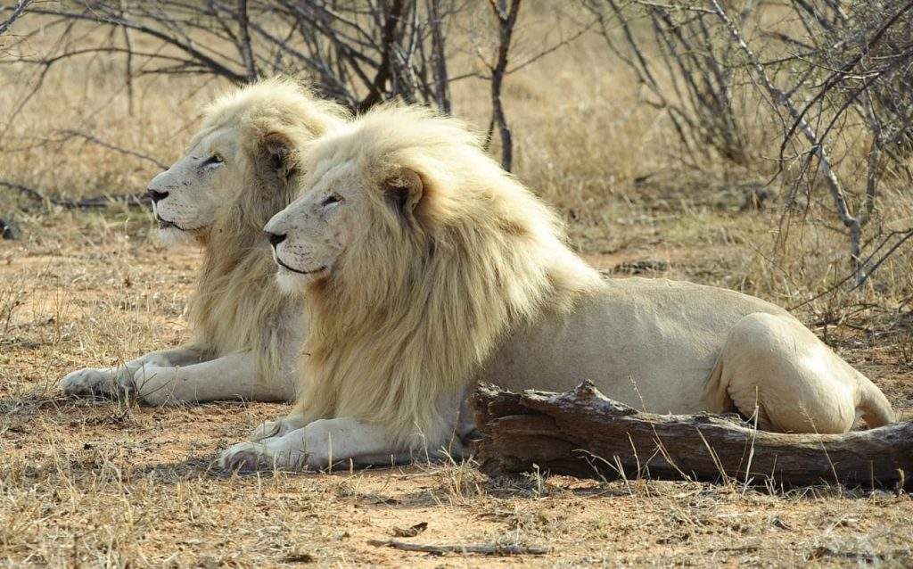 Global White Lion Protection Trust | White Lions FAQ