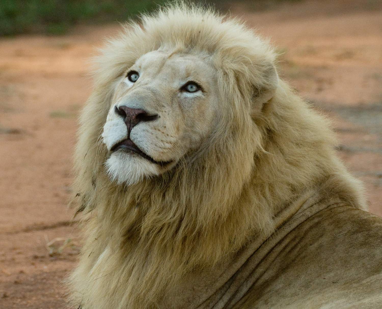 Close up of White Lion looking at the skies
