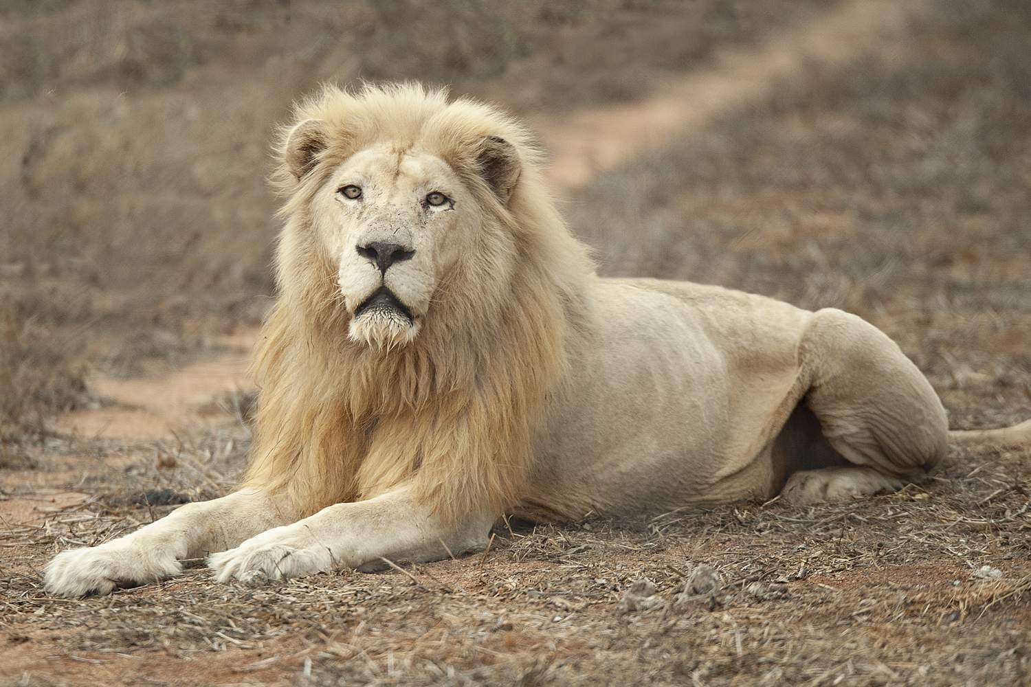 Regeus - Global White Lion Protection Trust