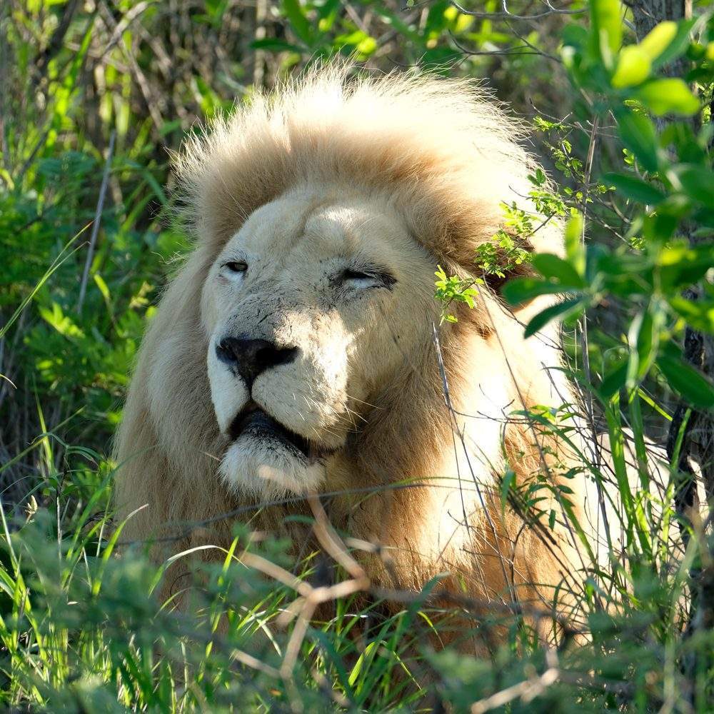Regeus - Global White Lion Protection Trust