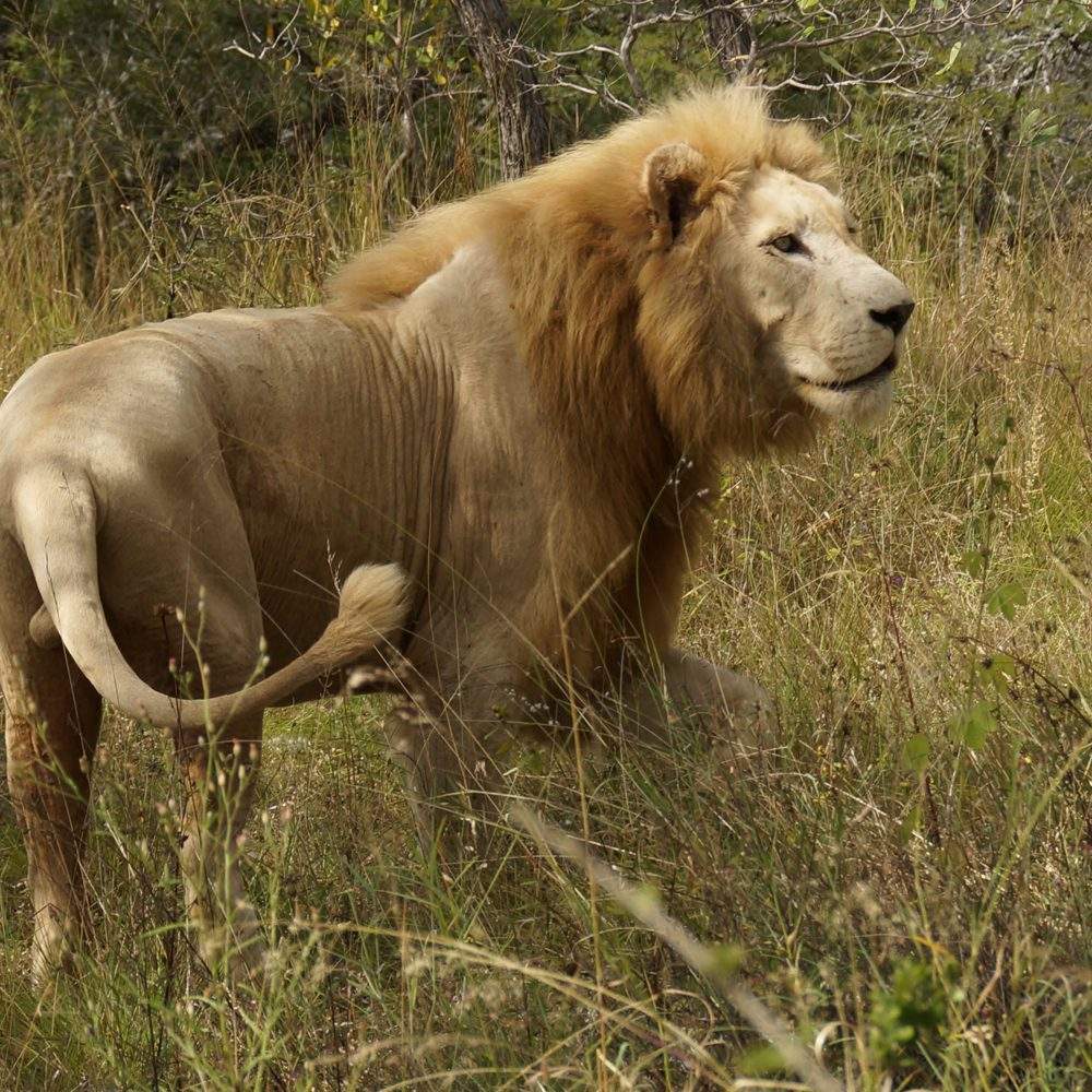 Regeus - Global White Lion Protection Trust