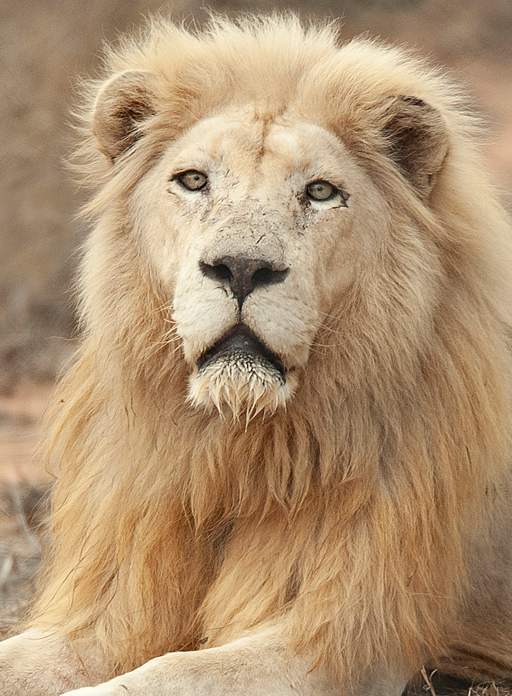 Close up of male White lion staring straight into the camera