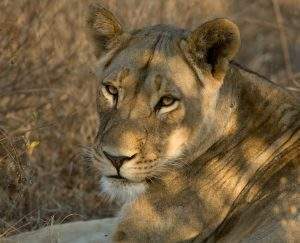 Close up of golden lioness lying in dappled shade