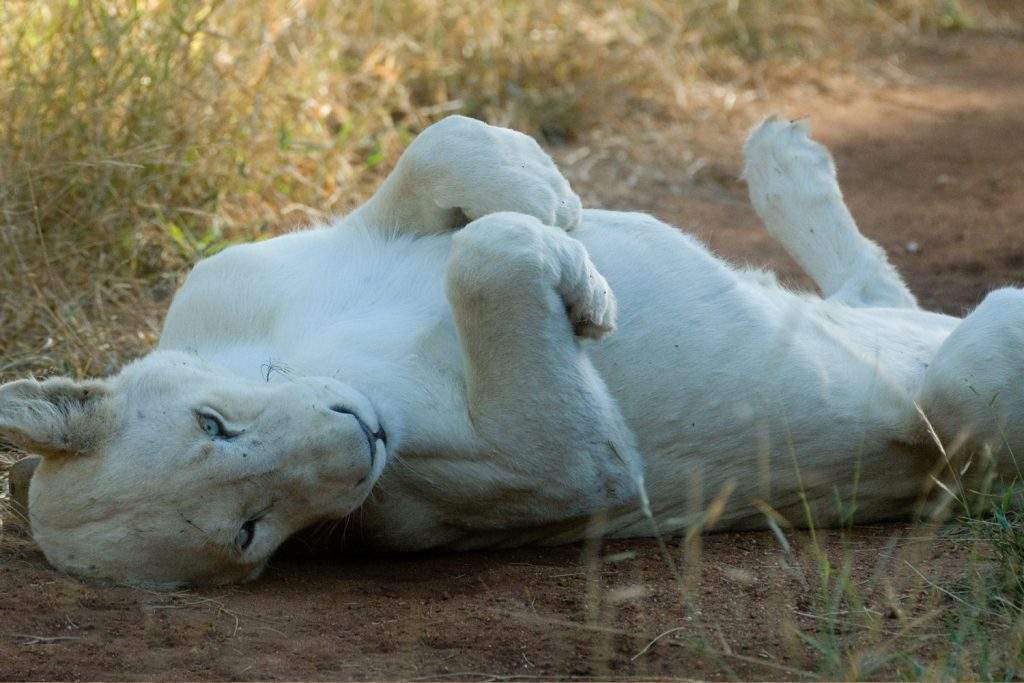 Global White Lion Protection Trust | White Lions FAQ