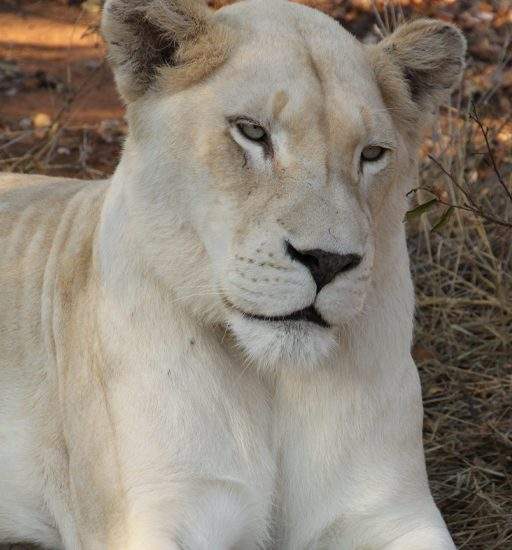 Close up of White Lioness, Zihra