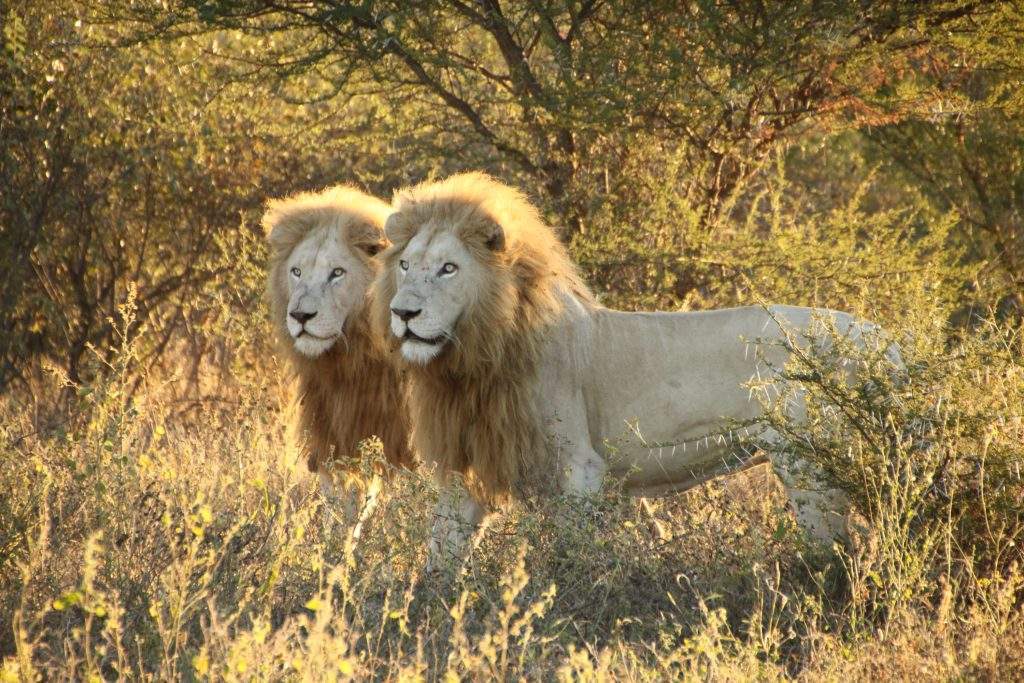 Global White Lion Protection Trust | About Us