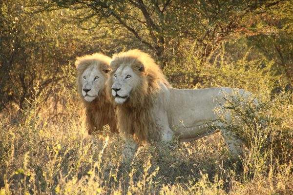 Global White Lion Protection Trust | About Us