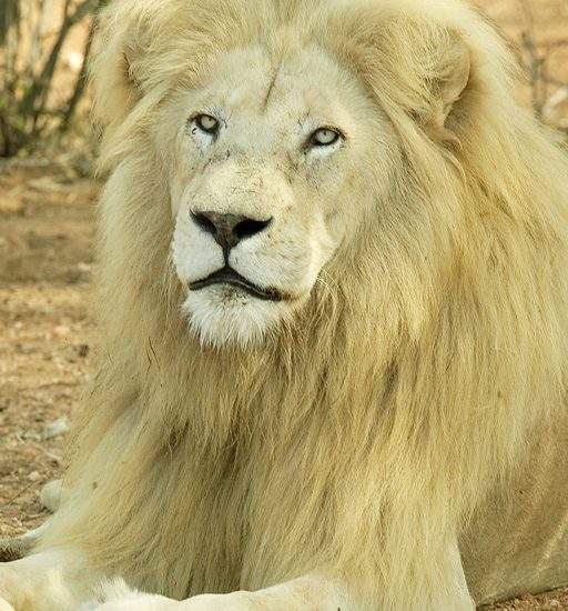 Close up of male White Lion