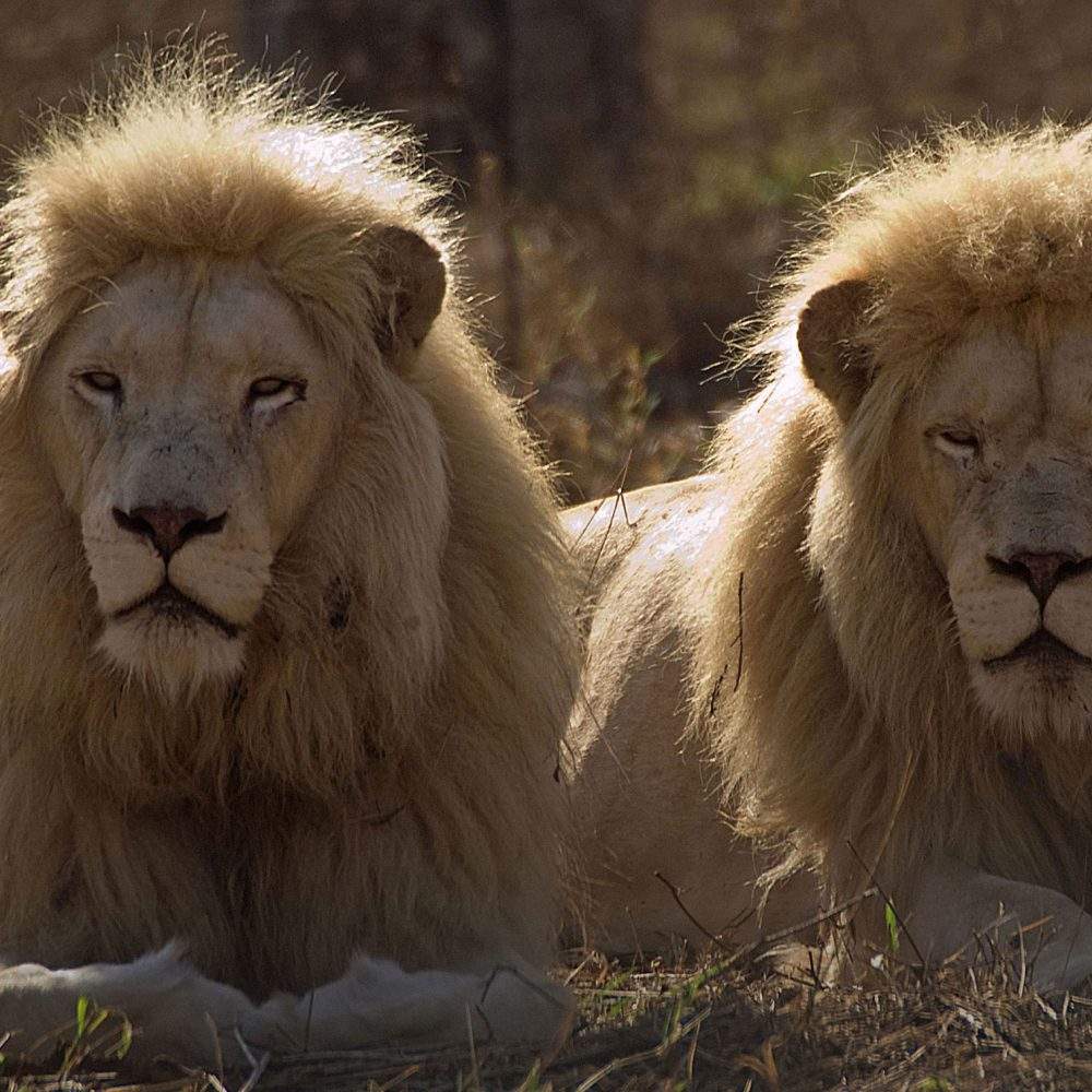 Regeus - Global White Lion Protection Trust