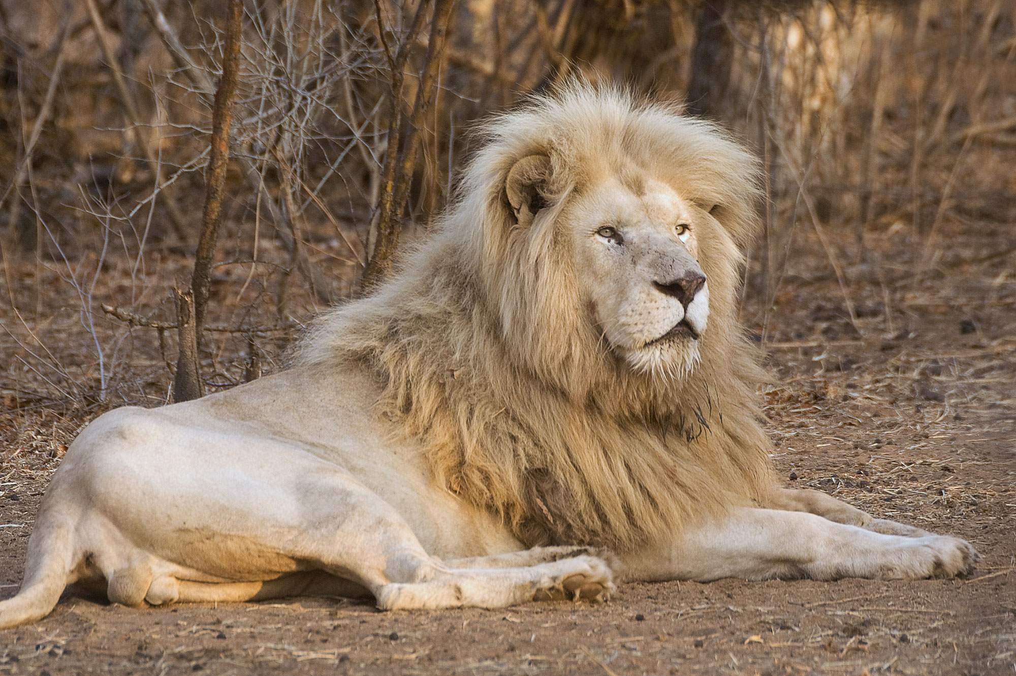 White Lion Key Facts - Global White Lion Protection Trust