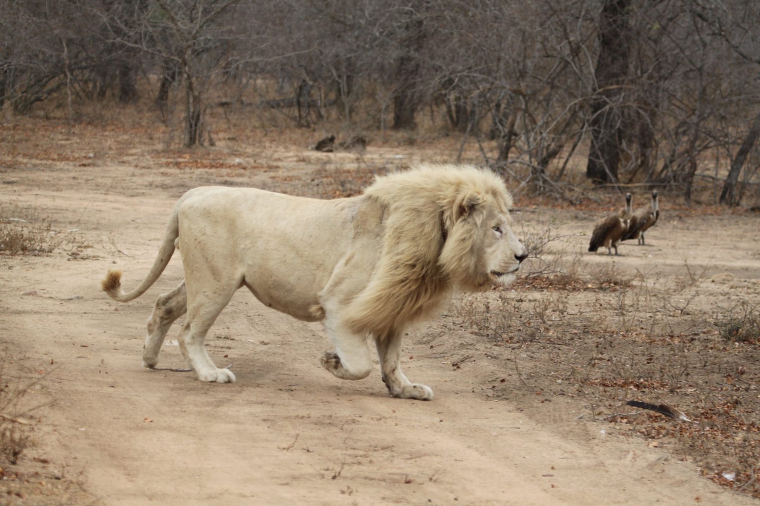 LIONS - Global White Lion Protection Trust