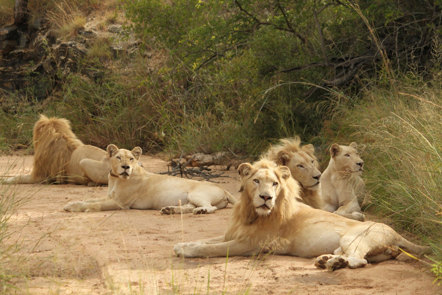 LIONS - Global White Lion Protection Trust